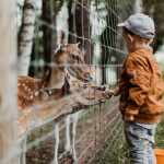 Mini-zoo er den perfekte aktivitet for småbørns-familier