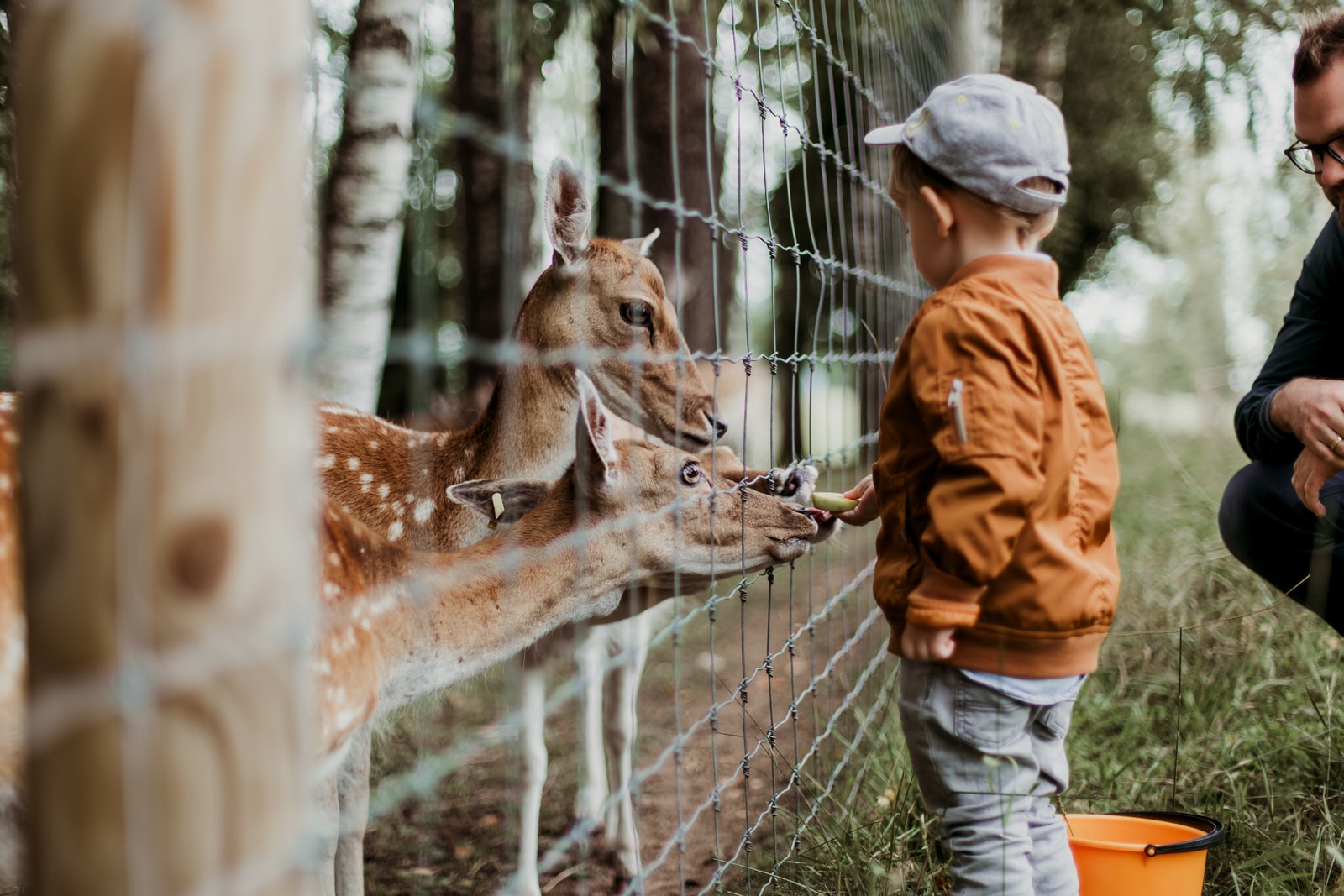 Man kan komme tæt på dyrene i mini-zoo